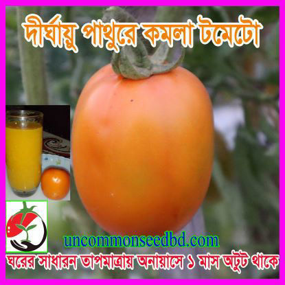 Picture of ATO830. দীর্ঘায়ু পাথুরে কমলা টমেটো (20)/Dirghayu Pathure Komola Tomato