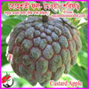 Picture of FRT008. বেহেশতী ফল-মেওয়া বা শরিফা