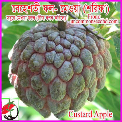 Picture of FRT008. বেহেশতী ফল-মেওয়া বা শরিফা