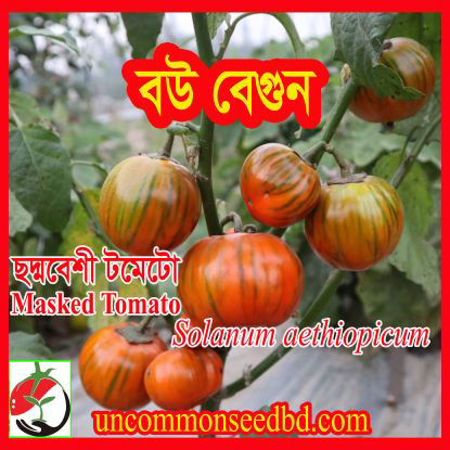 Picture for category ছদ্মবেশী টমেটো/Masked Tomato