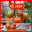 Picture of EC020. বউ বেগুন (50)/Bou Brinjal