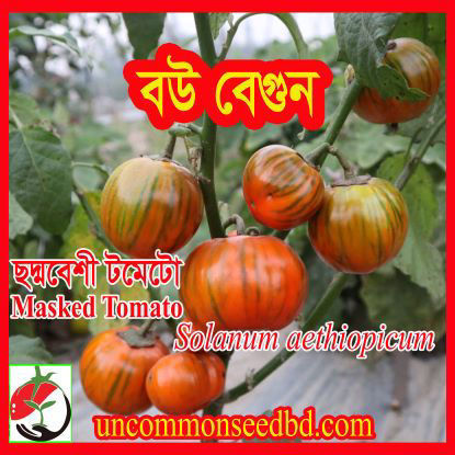 Picture of EGR020. বউ বেগুন (50)/Bou Brinjal