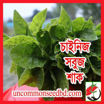 Picture of LAG306. চাইনিজ সবুজ শাক (5)/Chinese Green Amaranth