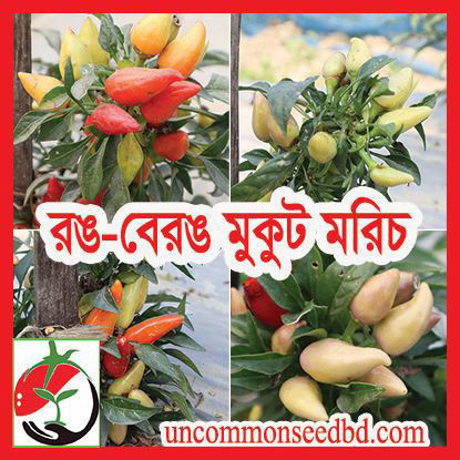 Picture of PPH406. রঙ-বেরঙ মুকুট মরিচ (20)/Rong-Berong(Colorful)Mukut Chilli