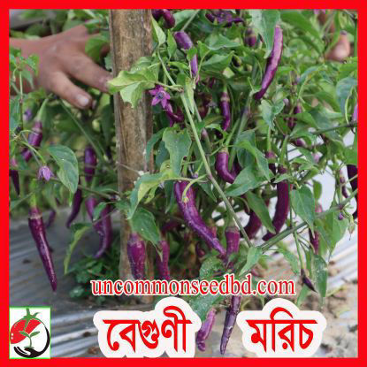 Picture of PPH405. Black Purple Red Chilli /  ব্লাক বেগুণী লাল মরিচ