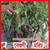 Picture of PPH405. বেগুণী মরিচ #কুরিয়ার ফ্রি[Min Order 4(This Item Or Any)] ১০০/=অগ্রীম