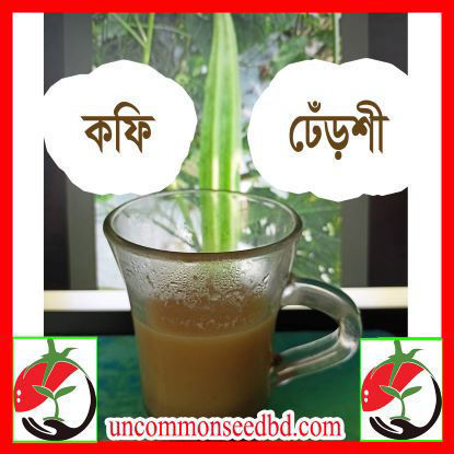 Picture of OKC016. Coffee Okra / কফি ঢেঁড়শী