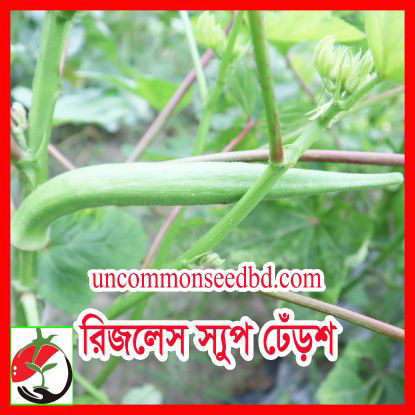 Picture of OKR105. রিজলেস স্যুপ ঢেঁড়শ (30)/Ridgeless  Soup Okra