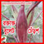 Picture of OK112. রক্তাক্ত বুলেট  ঢেঁড়শ (30)/Roktakto Bullet Okra