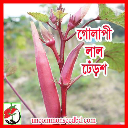 Picture of OK109. গোলাপী লাল ঢেঁড়শ (25)/Pinky Red Okra