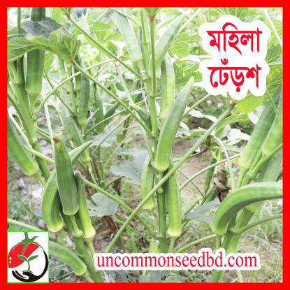 Picture of OKM509. মহিলা ঢেঁড়শ (100)/Mohila Okra