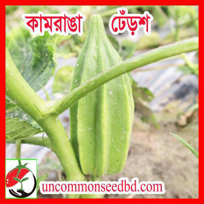 Picture of OKK555. Kamranga Okra / কামরাঙা ঢেঁড়শ