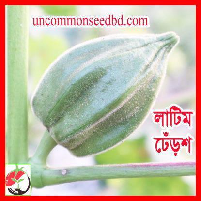 Picture of OKT600. লাটিম ঢেঁড়শ (30)/Latim(Top) Okra