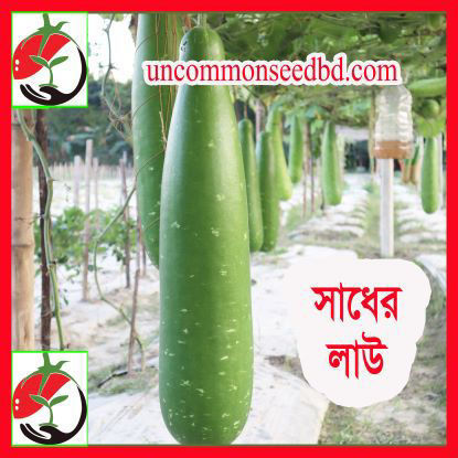Picture of BG705. সাধের লাউ (30)/Sadher Lau Bottle Gourd
