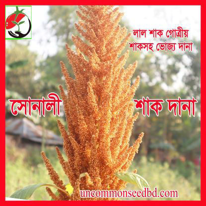 Picture of LAG317. শাক-সোনালী  দানা (2)/Leafy-Sonali Grain Amaranth