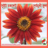 Picture of FSF201. Sweet Chocolate Sunflower / সুইট চকলেট সূর্যমুখী ফুল