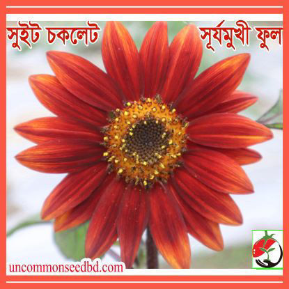Picture of FSF201. Sweet Chocolate Sunflower / সুইট চকলেট সূর্যমুখী ফুল
