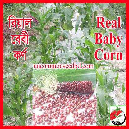 Picture of CNB001. রিয়াল বেবী কর্ণ #কুরিয়ার ফ্রি[Min Order 4(This Item Or Any)] ১০০/=অগ্রীম