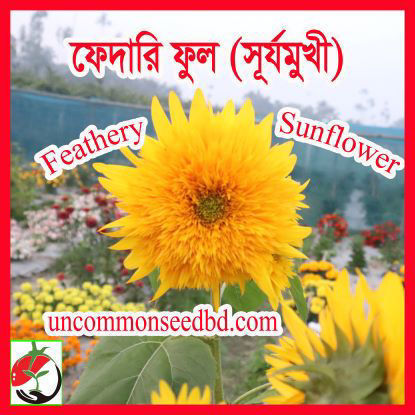 Picture of FSF605. ফেদারি ফুল (সূর্যমুখী) (15)/ Feathery Sunflower