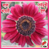 Picture of FSF202. Red-Catechu Sunflower / লাল-খয়েরী সূর্যমুখী ফুল