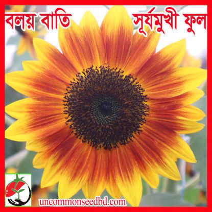 Picture of FSF220. বলয় বাতি সূর্যমুখী ফুল (20)/Boloy bati Sunflower