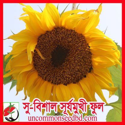 Picture of FSF018. সু-বিশাল সূর্যমুখী ফুল (10)/Giant Sunflower