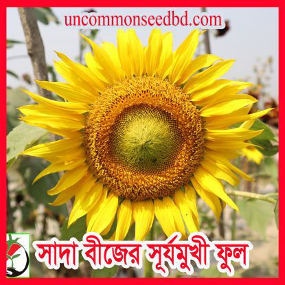Picture of FSF600. সাদা বীজের সূর্যমুখী ফুল (15)/White Seeded ‍Sunflower