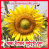 Picture of FSF700. White Seeded Giant Sunflower / সাদা বীজের সু-বিশাল সূর্যমুখী ফুল