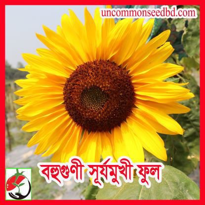 Picture of FSF016. বহুগুণী সূর্যমুখী ফুল (20)/Multy quality Sunflower