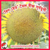 Picture of FSF900. বিগ হেড-তৈল বীজ সূর্যমুখী ফুল (30)/Big Head-Oily Sunflower