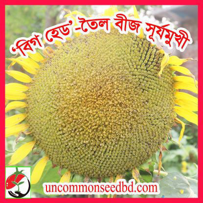 Picture of FSF900. বিগ হেড-তৈল বীজ সূর্যমুখী ফুল / Big Head-Oily Sunflower