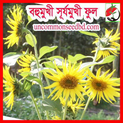 Picture of FSF012. বহুমুখী সূর্যমুখী ফুল(40)/Bohumukhi Sunflower