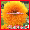 Picture of FSF500. (Poshmi) Woolen Sunflower / পশমী সূর্যমুখী ফুল