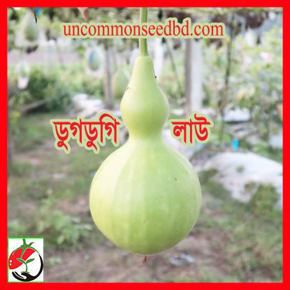Picture of BG702. ডুগডুগি লাউ (10)/Dugdugy Bottle Gourd