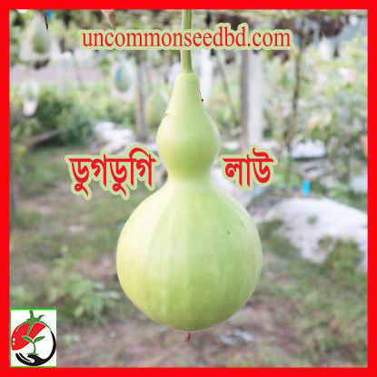 Picture of BG702. ডুগডুগি লাউ (20)/Dugdugy Bottle Gourd