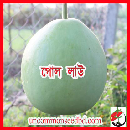 Picture of BG700. গোল লাউ (40)/Gol Bottle Gourd