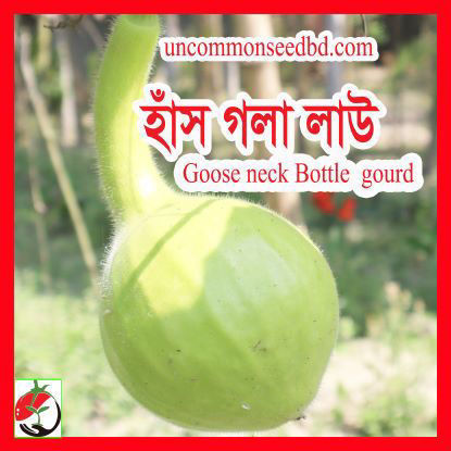 Picture of BG701. হাঁস গলা লাউ (10)/Goose Neck Bottle Gourd