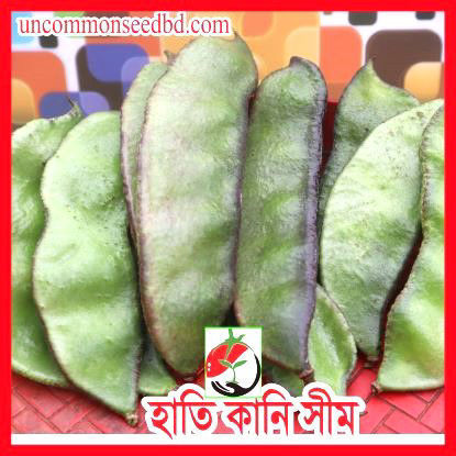 Picture of BNH555. (Hati Kani) Bean / হাতি কানি সীম