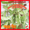 Picture of BNS011. (Shohure) Dwarf Bean / শহুরে সীম