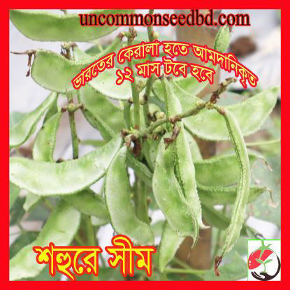 Picture of BNS011. (Shohure) Dwarf Bean / শহুরে সীম
