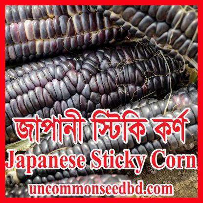 Picture of CN710. জাপানী স্টিকি কর্ণ (20)/Japanese Sticky Corn