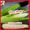 Picture of CN005. মুড়ি দানা মিষ্টি ভুট্টা (60)/Muri Dana Sweet Corn