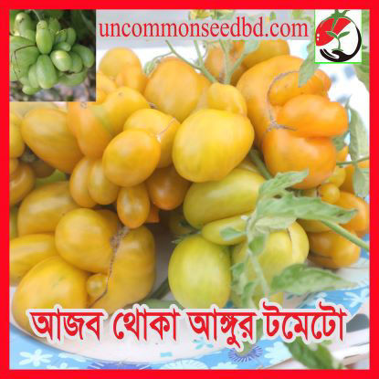 Picture of ATY420. আজব থোকা আঙ্গুর টমেটো (15)/Amazing Grape Bunch Tomato