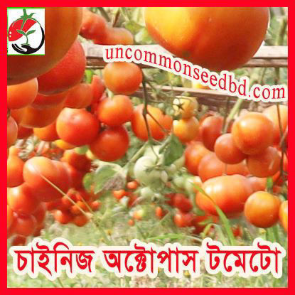 Picture of ATM008. চাইনিজ  অক্টোপাস টমেটো #কুরিয়ার ফ্রি[Min Order 4(This Item Or Any)] ১০০/=অগ্রীম