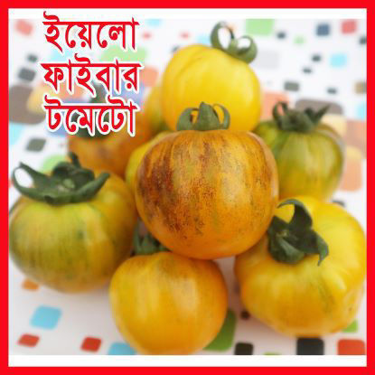 Picture of ATY216. ইয়েলো ফাইবার টমেটো (15)/Yellow Fiber Tomato