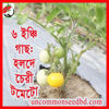 Picture of ATY600. ৬ ইঞ্চি গাছ: হলদে চেরী টমেটো (10)/6 Inch Plant: Yellow Cherry Tomato