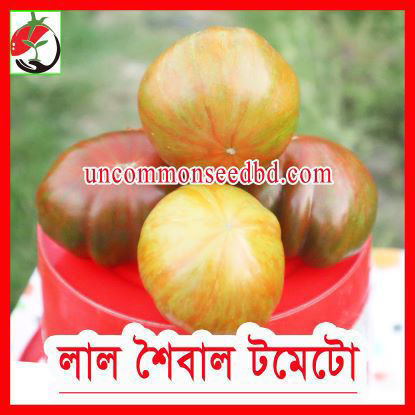 Picture of ATD106. লাল শৈবাল টমেটো (15)/Lal Showybal Tomato