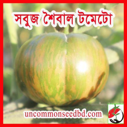 Picture of ATD107. সবুজ শৈবাল  টমেটো (15)/Sobuj Showybal Tomato