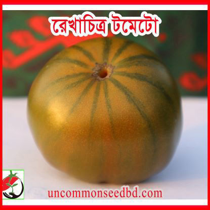 Picture of ATD111. রেখাচিত্র টমেটো (20)/RekhaChitro Tomato