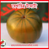 Picture of TD111. রেখাচিত্র টমেটো (20)/RekhaChitro Tomato